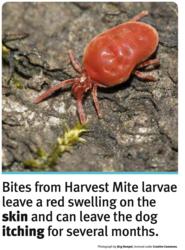 Lintbells Harvest Mite